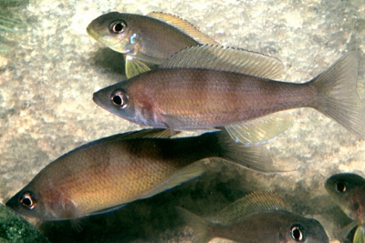 Cyprichromis zonatus Cichlidae