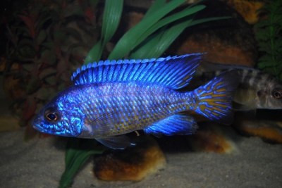 Aulonocara koningsi Cichlidae