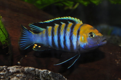 Cynotilapia zebroides Cichlidae