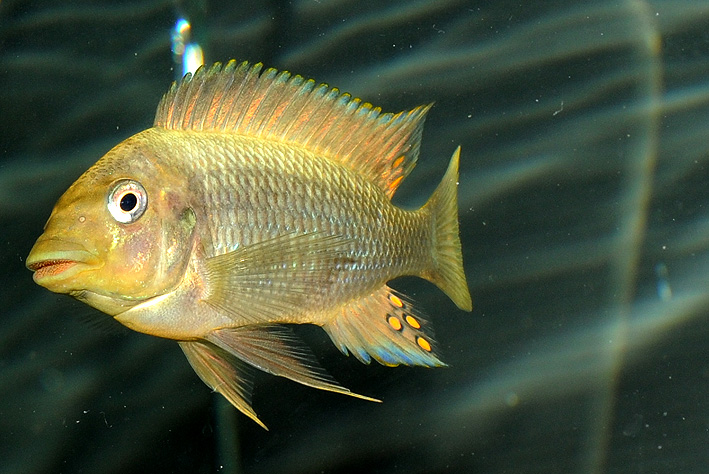 Petrochromis paucispinis