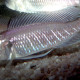 picture of Triglachromis otostigma