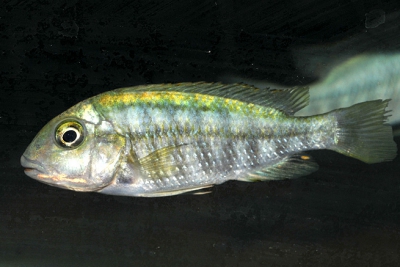 Simochromis diagramma Cichlidae