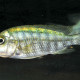 picture of Simochromis diagramma