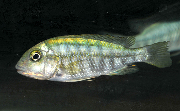 Simochromis diagramma