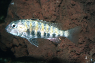 Babaulti Cichlidae