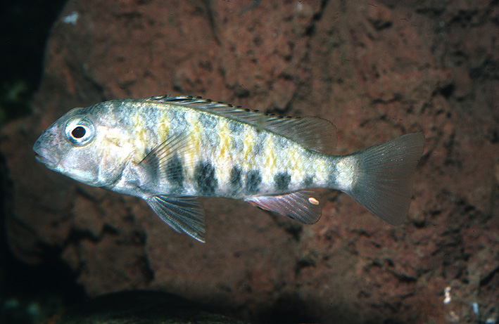 Simochromis babaulti