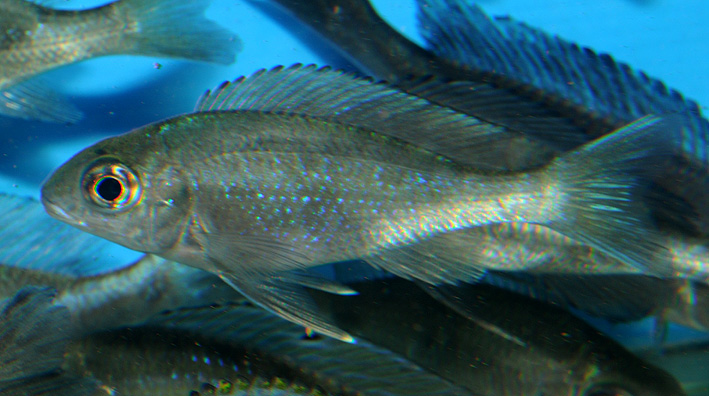 Ophthalmotilapia boops