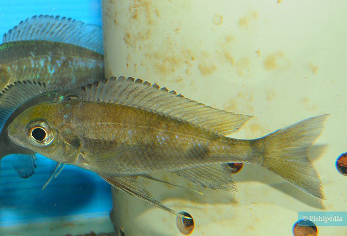 Ophthalmotilapia boops