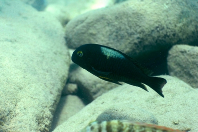 Tropheus brichardi Cichlidae