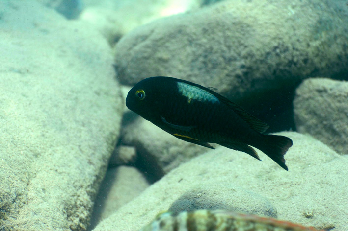 Tropheus brichardi