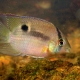 picture of Cleithracara maronii