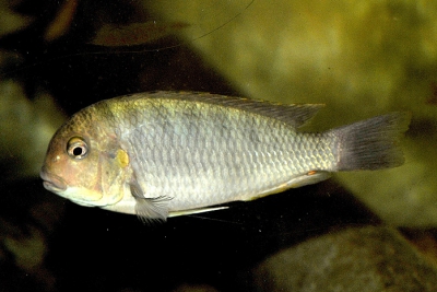 Pseudosimochromis curvifrons Cichlidae