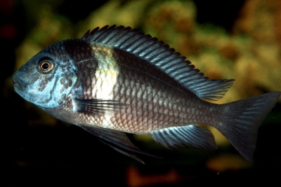 Tropheus duboisi Cichlidae