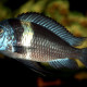 picture of Tropheus duboisi