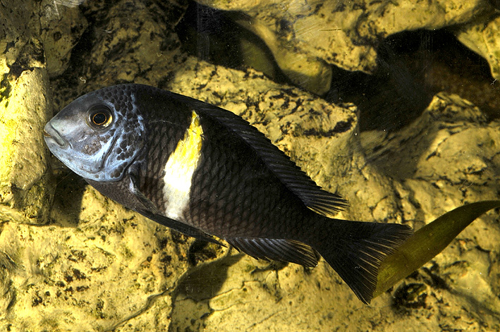 Tropheus duboisi - cíclido Duboisi