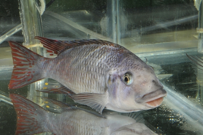 Famula Cichlidae
