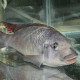 picture of Petrochromis famula