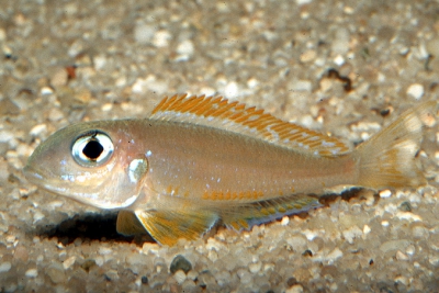 Xenotilapia flavipinnis Cichlidae