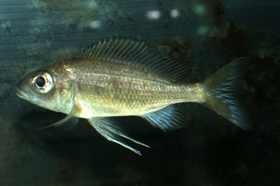 Ophthalmotilapia heterodonta Cichlidae