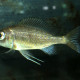 picture of Ophthalmotilapia heterodonta