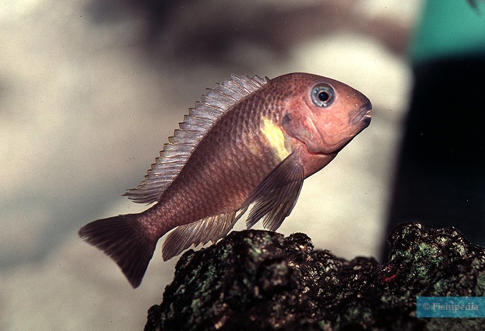 Tropheus brichardi