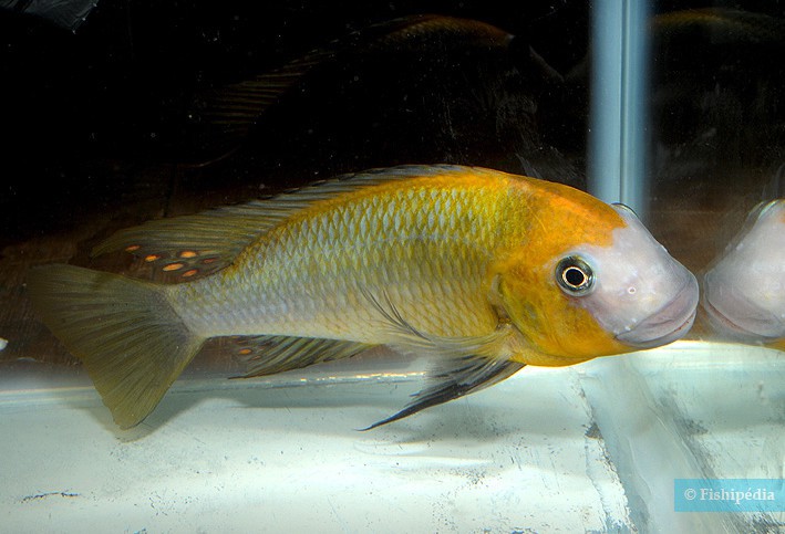 Petrochromis macrognathus