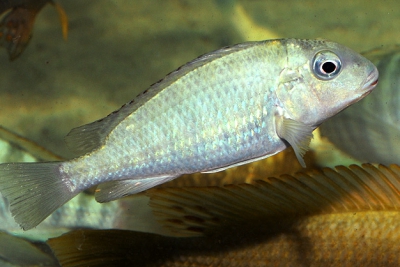 Simochromis marginatus Cichlidae