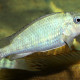 picture of Simochromis marginatus