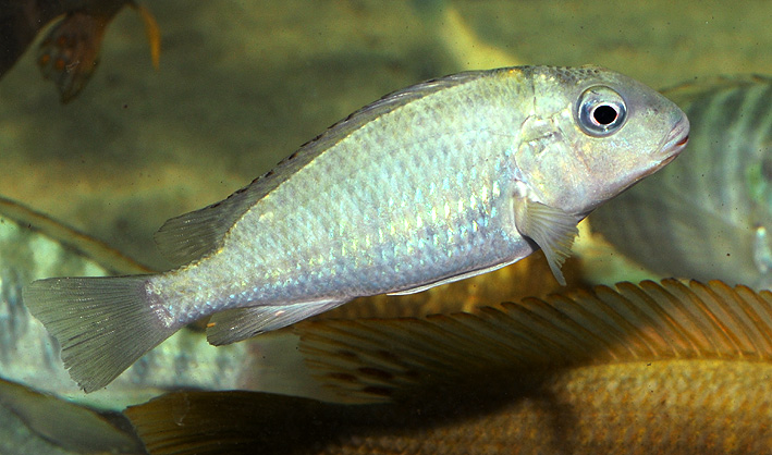 Simochromis marginatus