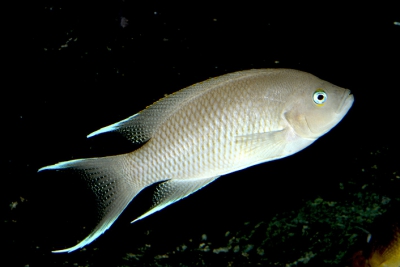 Neolamprologus marunguensis Cichlidae