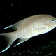 picture of Neolamprologus marunguensis