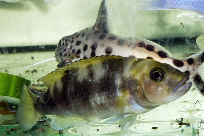 Neolamprologus meeli