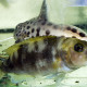 picture of Neolamprologus meeli