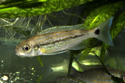 mangeur d'écailles Cichlidae