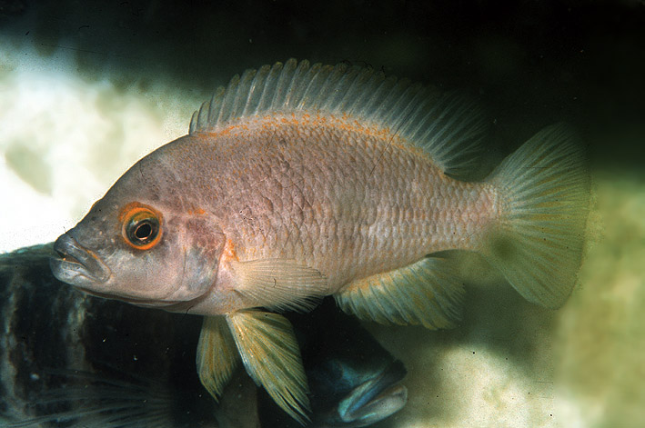 Neolamprologus mustax