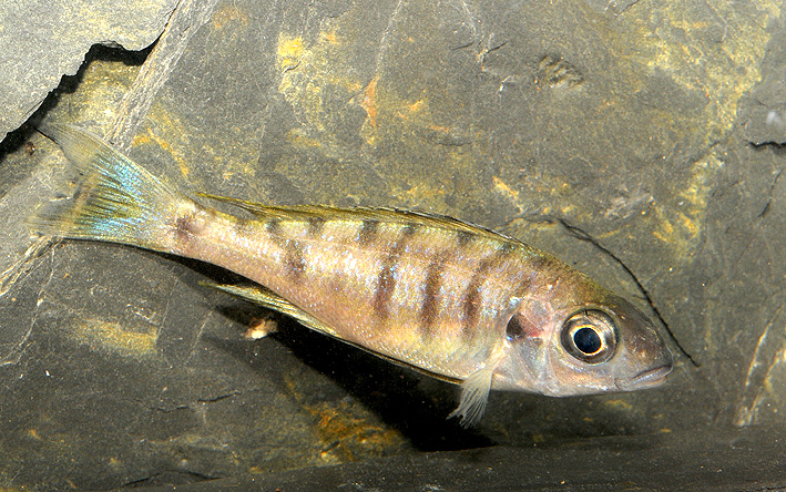 Ophthalmotilapia nasuta