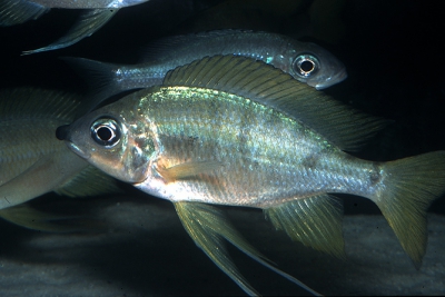 Ophthalmotilapia nasuta Cichlidae