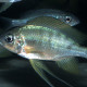 picture of Ophthalmotilapia nasuta