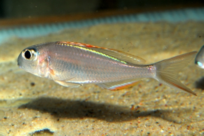 Xenotilapia nigrolabiata Cichlidae