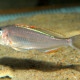 picture of Xenotilapia nigrolabiata