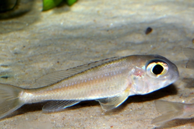 Xenotilapia ornatipinnis Perle Cichlidae