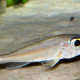 picture of Xenotilapia ornatipinnis Perle