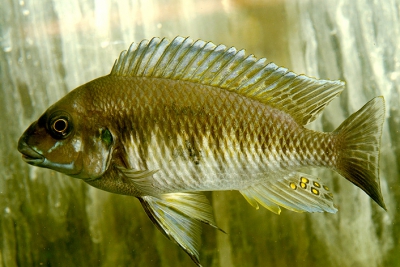 Petrochromis orthognathus Cichlidae