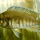 picture of Petrochromis orthognathus