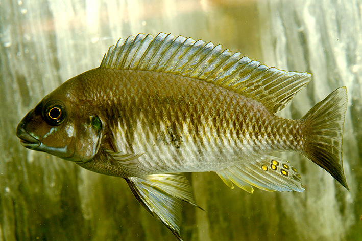 Petrochromis orthognathus