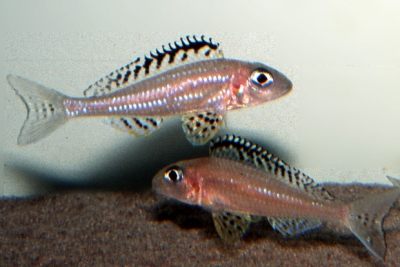 Xenotilapia papilio Cichlidae