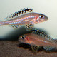 picture of Xenotilapia papilio