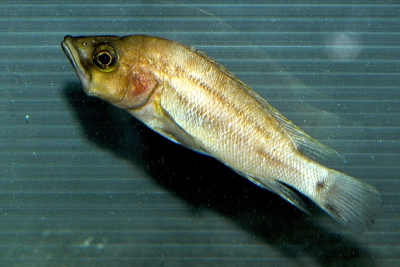 Neolamprologus prochilus Cichlidae
