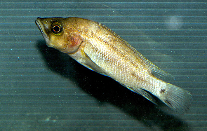 Neolamprologus prochilus