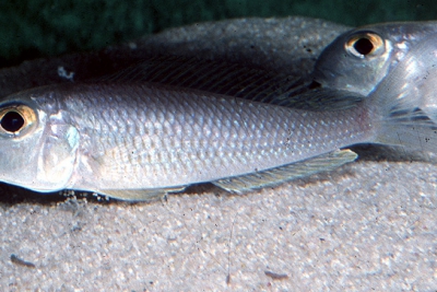 Xenotilapia sima Cichlidae